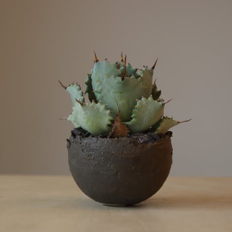 Agave hyb. potatorum × Isthmensis × たけろうポット (3号鉢)   no.321-23