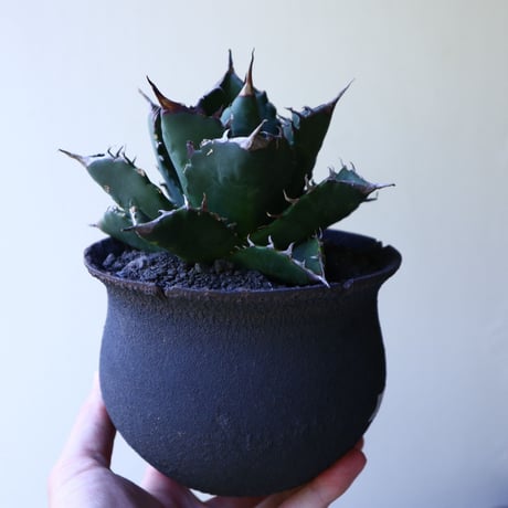 アガベ   チタノタ   FO-76   Agave titanota  "FO-76"  no.51905