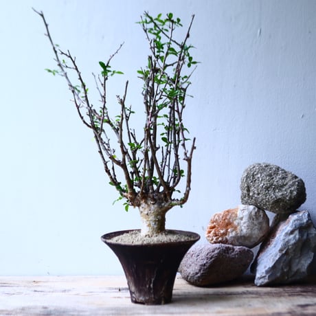 コミフォラ フンベルティ commiphora humbertii   no.92716