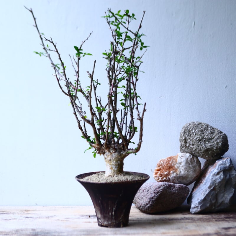 コミフォラ フンベルティ commiphora humbertii no.92716 |