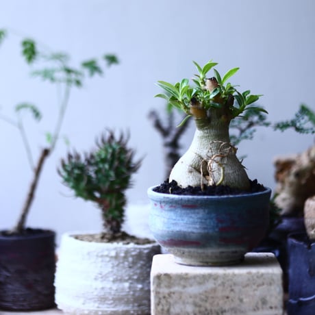 アデニウム  オベスム    Adenium obesum   no.90611