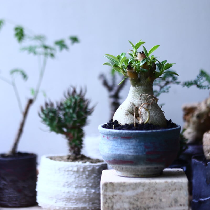 アデニウム オベスム 鉢付き アデニウム・オベスム Table-L | 観葉植物の通販 AND PLANTS (アンド