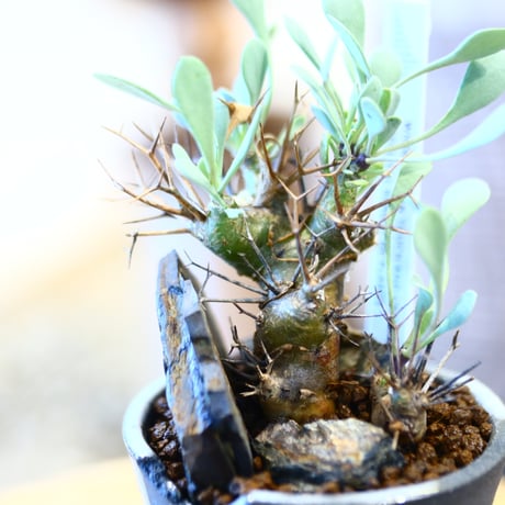 Othonna euphorbioides × N/OH   no.12103
