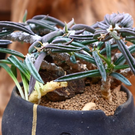 ユーフォルビア キリンドフォリア / Euphorbia cylindrifolia   no.31242
