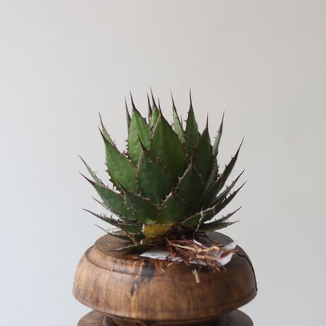 U.S. horrida (Agave horrida) / Style of Chika　no.1227-14