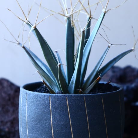 レウクテンベルギア  晃山    Leuchtenbergia principis  no.30104