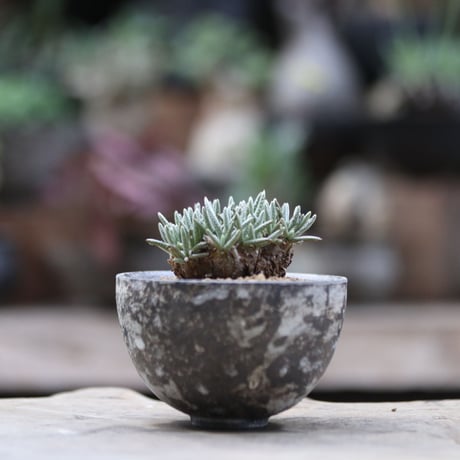 クイナリア | STORES