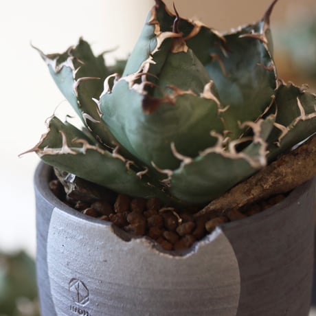 agave titanota caesar × N/OH  no.90120