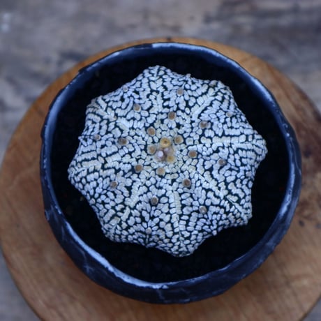 アストロフィツム スーパー兜／Astrophytum asterias 'Super Kabuto'    no.70401