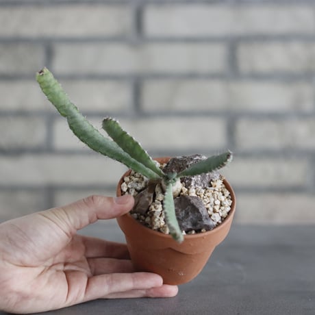 Euphorbia opuntioides (オプンチオイデス) / Angola / T.W. × YAMABACHI (3号) no.329/18