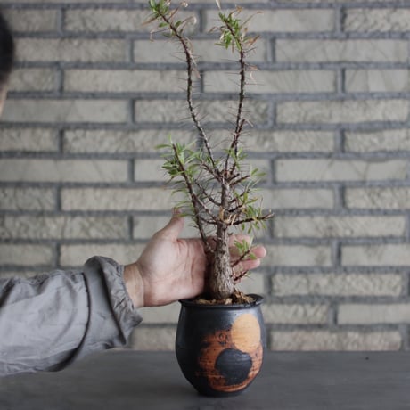 Fouquieria purpusii × N/OH (4号)  no.524/6