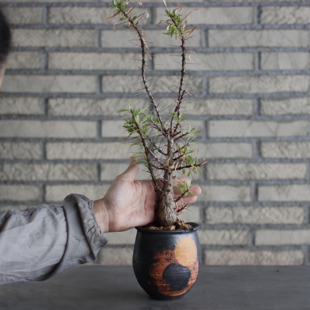 Fouquieria purpusii × N/OH (4号) no.524/6 | 芽の巣山