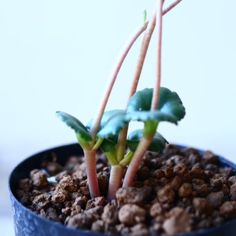 クラッスラ　サキシフラガ　Crassula saxifraga　no.110829-2