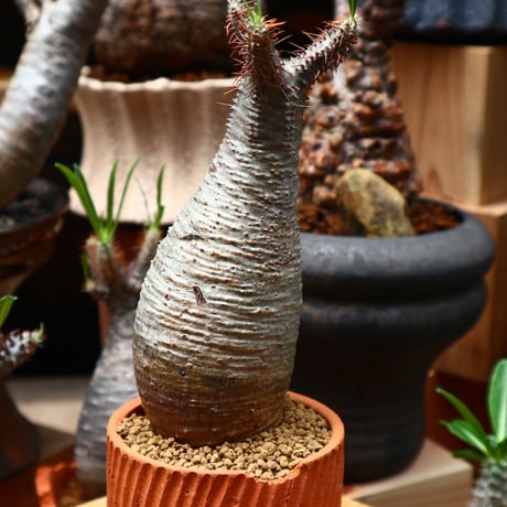パキポディウム  グラキリス／Pachypodium  gracilius    no.71022