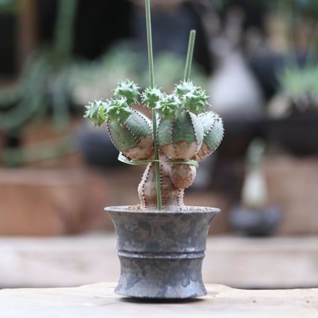 ユーフォルビア  オベサ hyb. ／Euphorbia obesa  hyb.  no.103064
