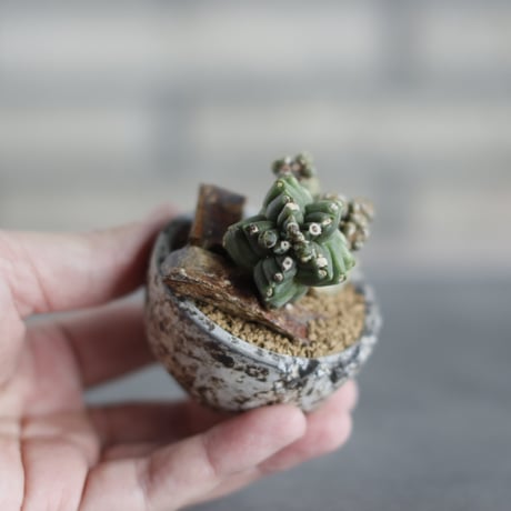 Gymnocalyium cv. Transformer × takero pot (2号)  no.419/79
