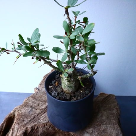 フォークイエリア  コルムナリス  観峰玉 Fouquieria columnari   No.017