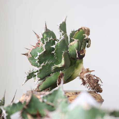 Agave titanota solareclipse / Style of Chika　no.42147