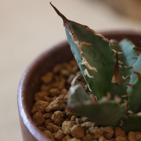 Agave titanota "ashura" × YAMABACHI var. 六本芽  no.124-38
