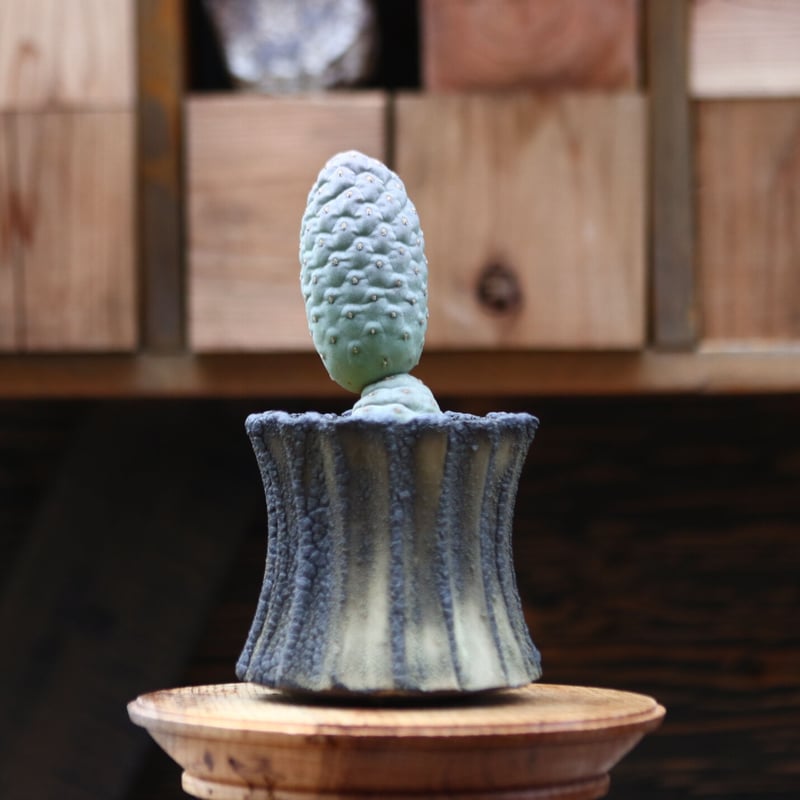 テフロカクタス ゲオメトリクス ／Tephrocactus geometricus no