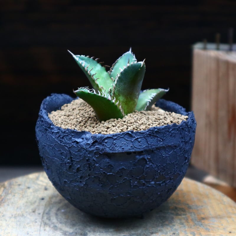 アガベ レッドキャットウィールズ /Agave titanota アガベ レッドキャットウィールズ /Agave titanota