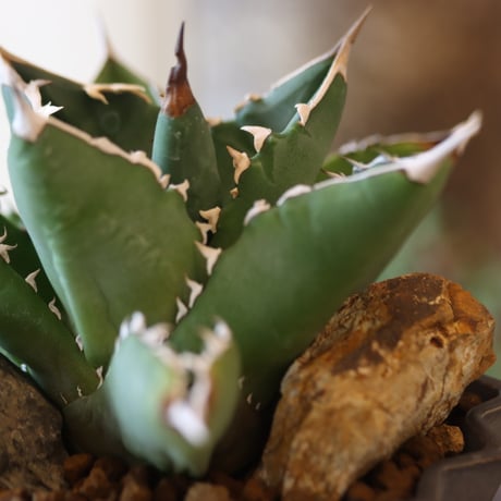Agave titanota"FO-076" × soso no.82523