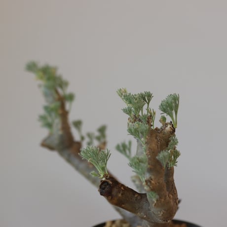 Monsonia multifida  no.921-12