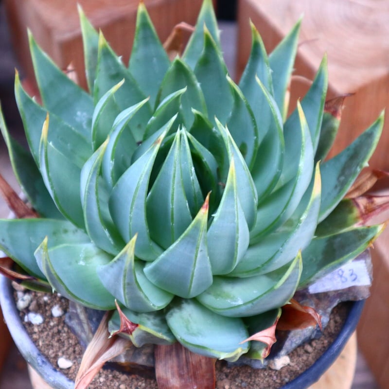 アロエ ポリフィラ／Aloe polyphylla no.50696 | 芽の巣山