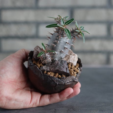 Pachypodium cactipes × takero pot (3号)  no.817-7