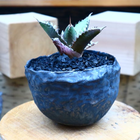 アガベ  レッドキャットウィールズ  Agave titanota"Red Catweezle”  no.70410