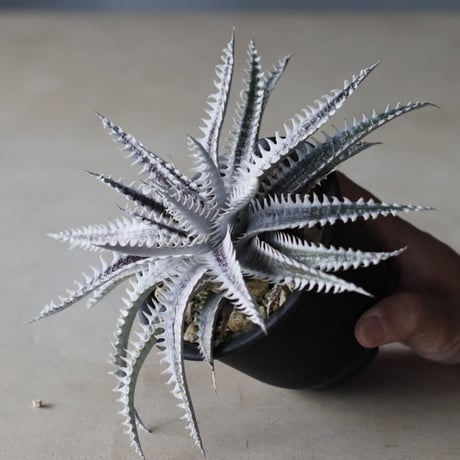 Dyckia 'Alexander' Amazonico Hybrid / (4号鉢)  no.913/63