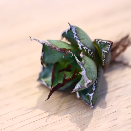 'ハルコイ´セット (N/OH × Agave titanota "FO-076)  no.30367