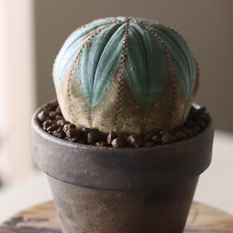 Euphorbia obesa × YAMABACHI var. Atsushi Funakushi  no.905-29