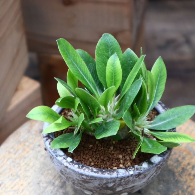 実生Pachypodium brevicaule恵比寿笑い 4本セット