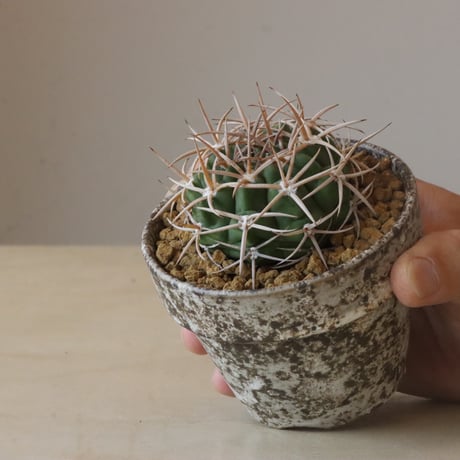 Gymnocalycium mostii ssp. ferocior × YAMABACHI var. takero pot (3号鉢)  no.426-11