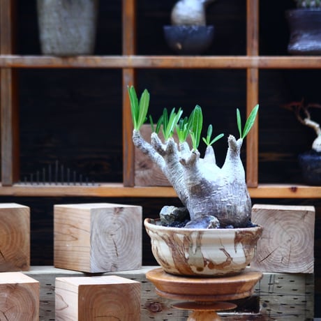 パキポディウム  イノピナツム／Pachypodium Inopinatum   no.82207