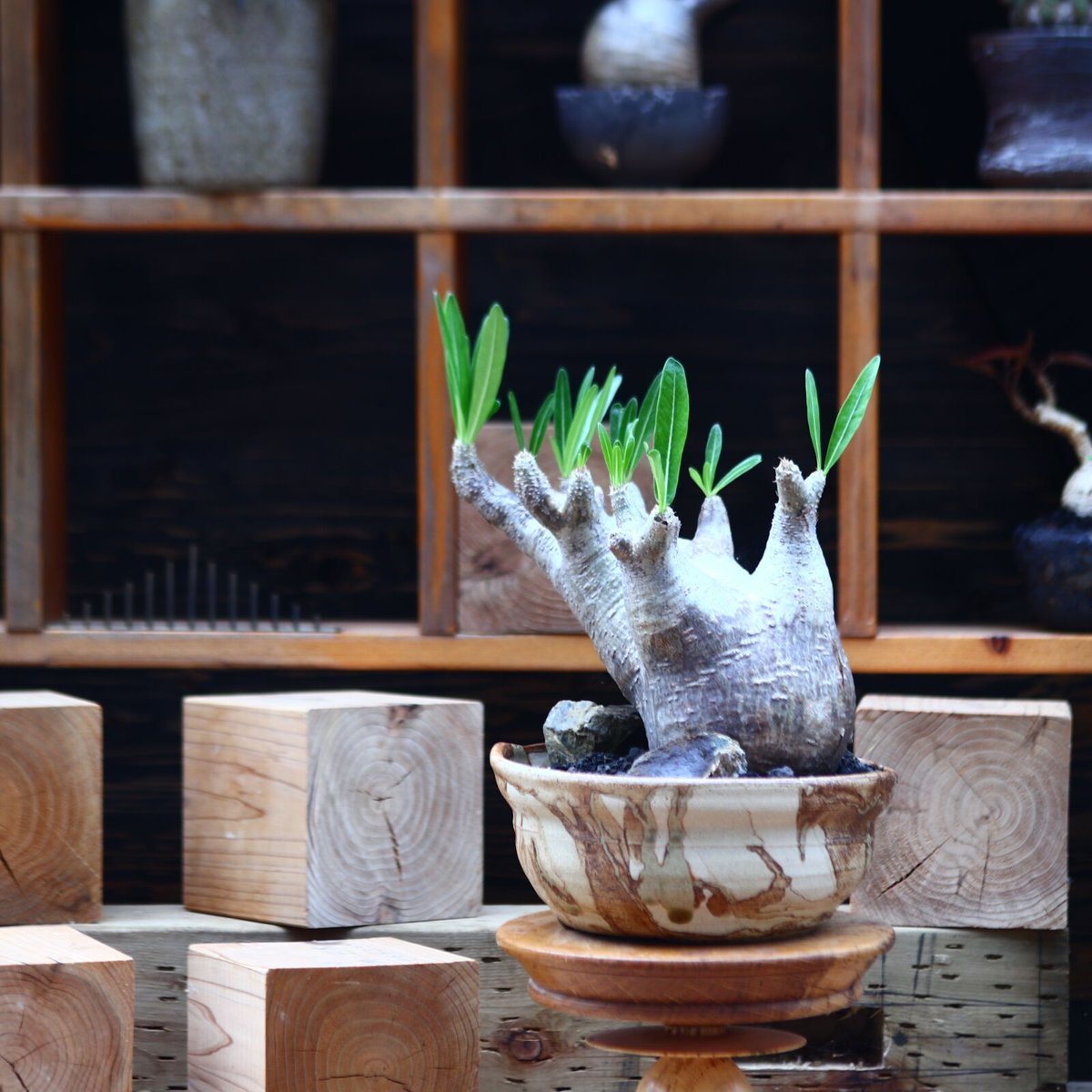 パキポディウム イノピナツム/Pachypodium Inopinatum no.822 パキポディウム イノピナツム/Pachypodium Inopinatum no.822