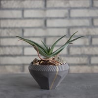 Aloe lavranosii Reynolds Yemen CITES Species × N/OH (5号)  no.510/21