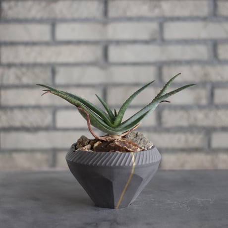 Aloe lavranosii Reynolds Yemen CITES Species × N/OH (5号)  no.510/21