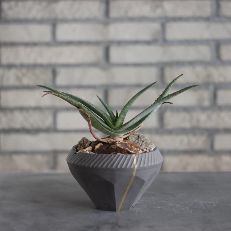 Aloe lavranosii Reynolds Yemen CITES Species ×