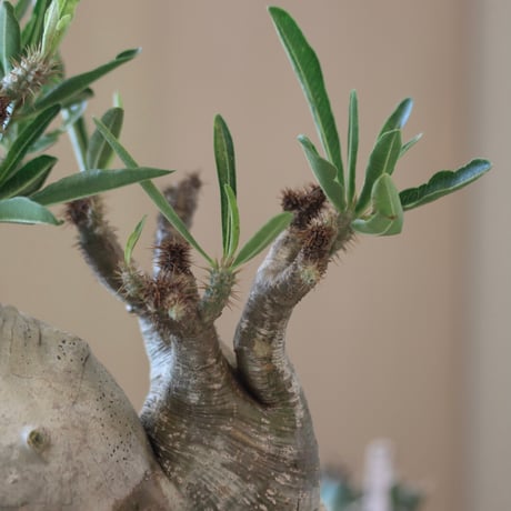 Pachypodium gracilius × N/OH   no.90105