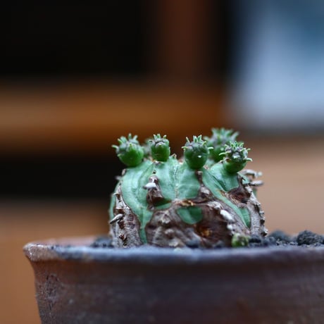 ユーフォルビア  オベサ hyb. ／Euphorbia obesa  hyb.    no.102425