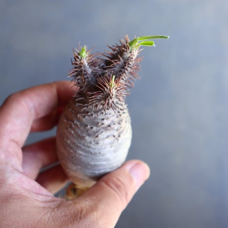 パキポディウム グラキリス 抜苗  Pachypodium rosulatum var. gracilius no.100625