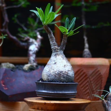 パキポディウム  グラキリス ／Pachypodium  gracilius     no.101029