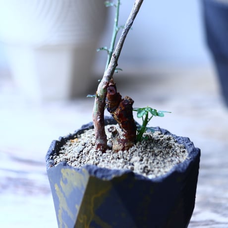 アデニア  サブセシリフォリア   Adenia subsessilifolia   no.92710