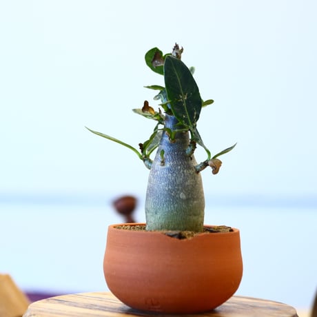 N/OH × Adenium arabicum   no.61826