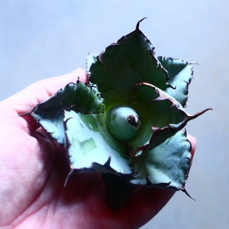 アガベ チタノタ　ブラック＆ブルー Agave titanota black&bule   no.20906
