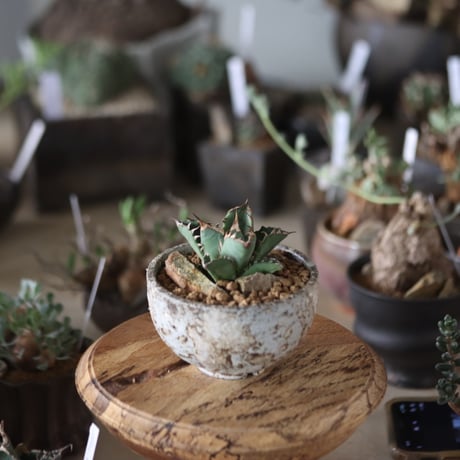 Agave titanota 姫厳竜 × takero pot  no.1201-32
