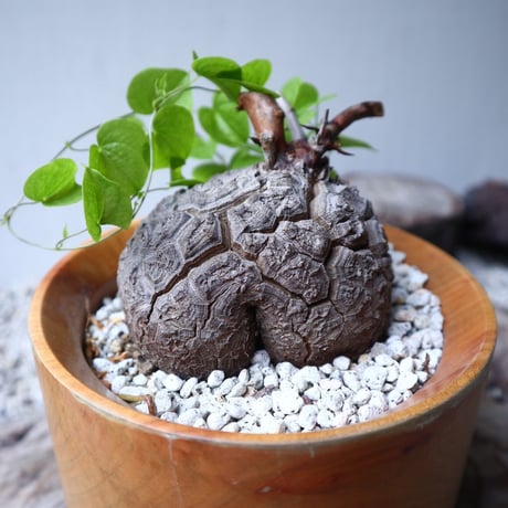ディオスコレア   亀甲竜    Dioscorea elephantipe     no.112410