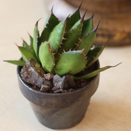 U.S.horrida / Style of Chika × YAMABACHI var.takero pot  no.131-14